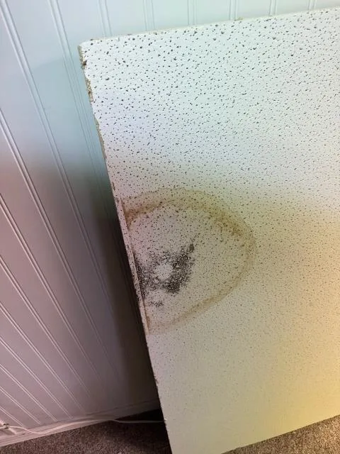 Completed a diagnostic visit in bensalem, pa 19020 after the homeowner reported mold issues in her basement near the hvac unit. Noticed spots on the drop ceiling and localized growth without visible water or puddling. Evaluated the system and shared recommendations to address moisture and prevent further mold development. Completed a diagnostic visit in bensalem, pa 19020 after the homeowner reported mold issues in her basement near the hvac unit. Noticed spots on the drop ceiling and localized growth without visible water or puddling. Evaluated the system and shared recommendations to address moisture and prevent further mold development.